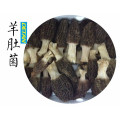 Fresh Morel Mushrooms Wild From Yunnan China